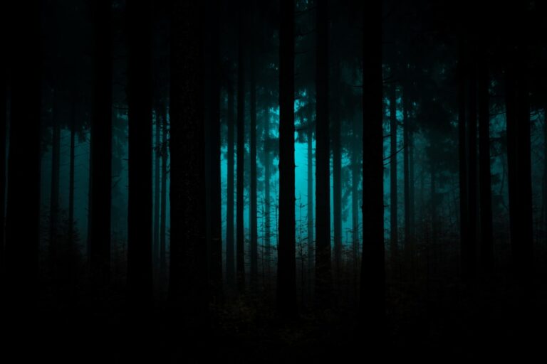 Photo forest, moonlit, haunted